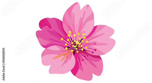 Pink cherry blossom flower with transparent background