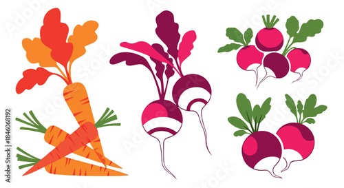 Carrots and radishes collection with transparent background
