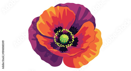 Colorful poppy flower with transparent background