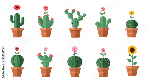 Cactus plants in pots with flowers