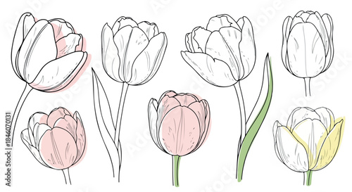 Tulip flowers outline style with transparent background