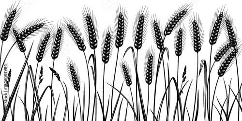 Black wheat silhouette illustration, detailed grain field design, agricultural crop graphic, rustic farming element for nature backgrounds and organic product branding