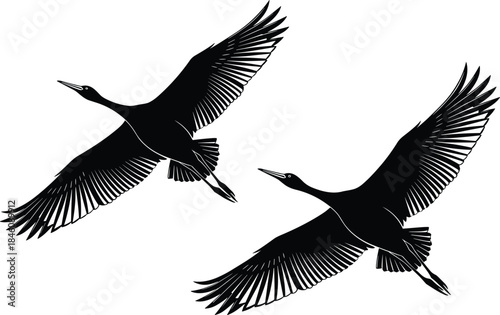 Two black silhouette cranes flying in the sky with spread wings, elegant bird illustration for nature and wildlife conservation design.