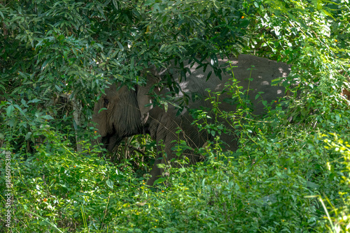 Wild elephants have large bodies, a large, fat body, and a long trunk. Elephants are herbivores.