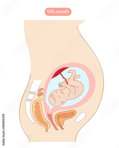 妊娠9か月目の女性の子宮内と赤ちゃんの成長がわかる断面イラスト