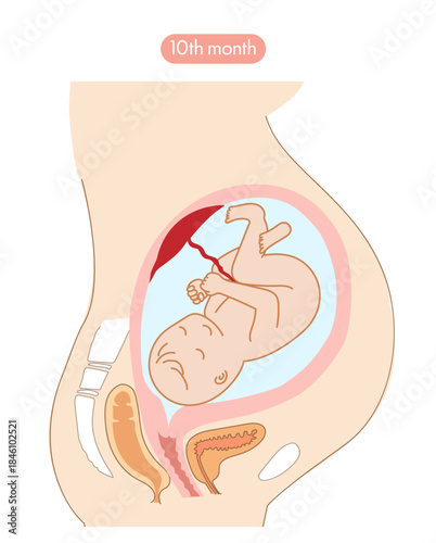 妊娠10か月の女性の子宮内と赤ちゃんの成長がわかる断面イラスト