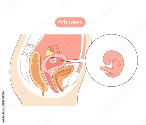妊娠6週目の女性の子宮内と赤ちゃんの成長がわかる断面イラスト