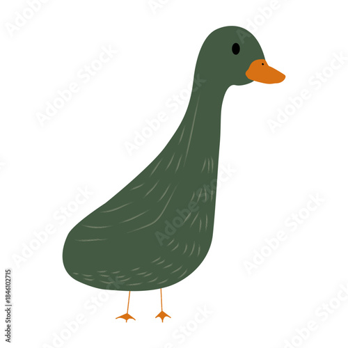 duck on white background
