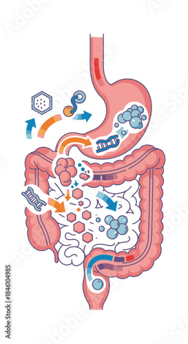 An informative illustration of the human digestive system, detailing food digestion, nutrient absorption, and the crucial role of gut microbiota in intestinal health.
