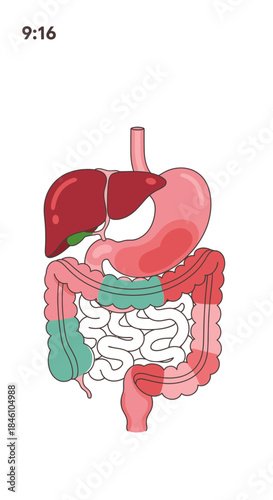 A colorful anatomical illustration of the human digestive system, detailing the stomach, liver, and intestines with highlighted sections for educational study.