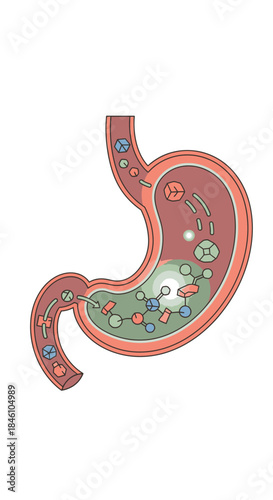 This clear scientific illustration details the human stomach's vital digestive process, showing molecular breakdown and nutrient absorption crucial for health.