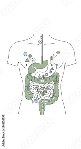 A detailed anatomical illustration showcasing the complex human digestive system with key organs and pathways for nutrient absorption and waste elimination.