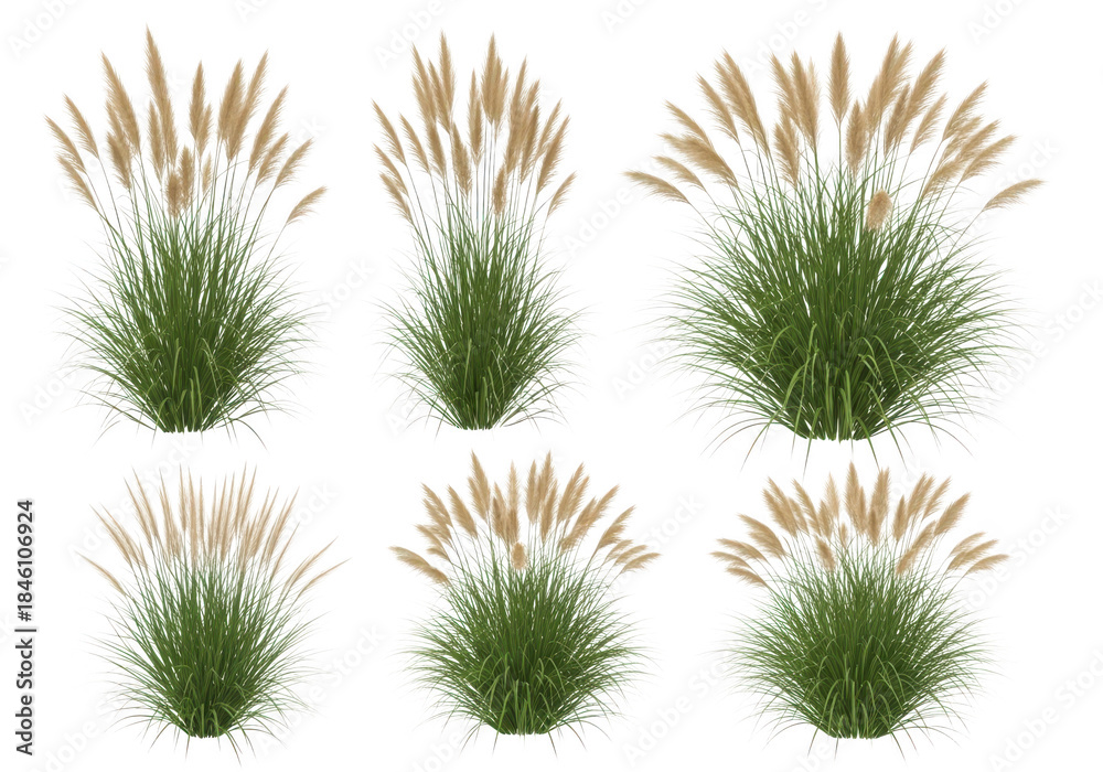 Obraz premium Botanical Grass Elements Set Pink Muhly Isolated on Transparent