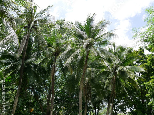 Coconut trees in thailand ,