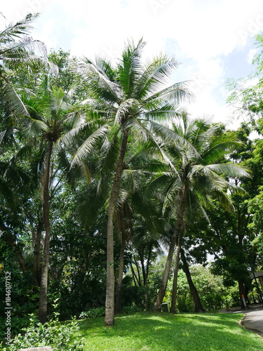 Coconut trees in thailand ,