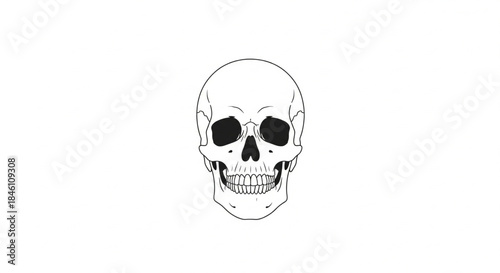 Simple, elegant line art illustration of a human skull, front facing view, on a clean white background