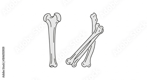 Simplified vector graphic depicting a collection of long bones, ideal for illustrating human anatomy, skeletal structure, and medical or biological concepts with a clean design