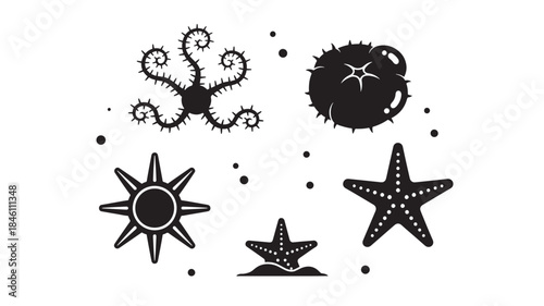  Starfish and Echinoderm Collection Featuring Brittle Stars and Sea Urchins for Marine Ecosystem Graphics Underwater Life Education and Coastal Tide Pool Biodiversity Illustration Sets