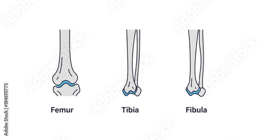 Anatomical representation of the major human leg bones the Femur, Tibia, and Fibula, illustrating their distinct structures and positions for educational and medical contexts