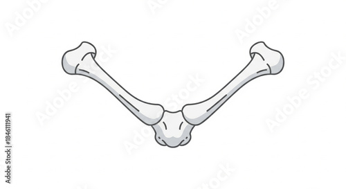 Detailed anatomical illustration of the human shoulder girdle bones, showcasing the clavicle and scapula connection for medical and educational contexts