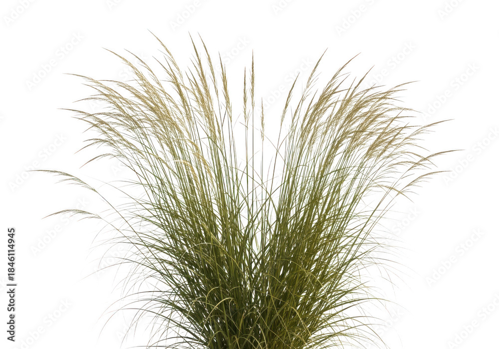 Fototapeta premium Pink Ornamental Grass Collection for Garden Design Isolated on Transparent