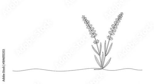 Minimalist continuous line drawing of two lavender flower stalks with leaves on a wavy ground line against a white background