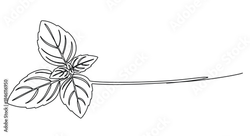 Minimalist single line drawing of a fresh basil plant stem with leaves on a white background