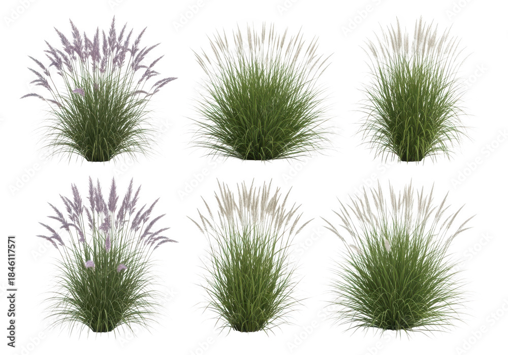 Obraz premium Set of Pink Muhly Grass Plants for Landscape Design Use