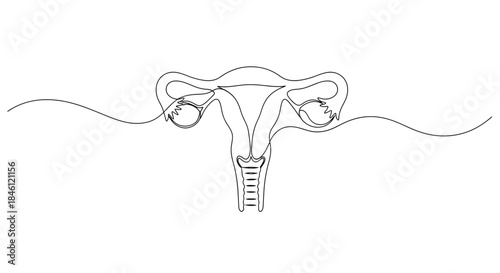 Minimalist continuous line art drawing of the female reproductive system uterus ovaries fallopian tubes and cervix on white background