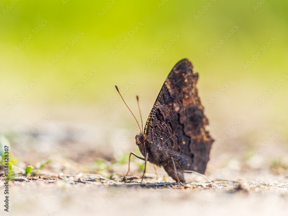 Obraz premium Peacock butterfly on the ground among the grass