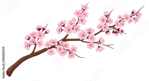 Elegant illustration of a single blooming cherry blossom branch with beautiful pink sakura flowers, isolated on a clean white background.