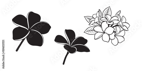 black and white flowers