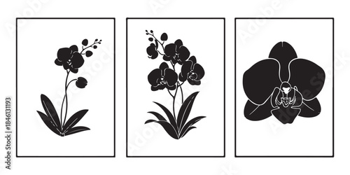 black and white flowers