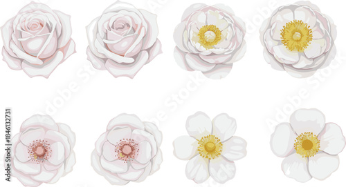 White flowers, floral, illustration, botanical, bloom, petals, camellia, rose, peony, simple, elegant, realistic, vector, design, nature, garden, decorative, arrangement, art, drawing