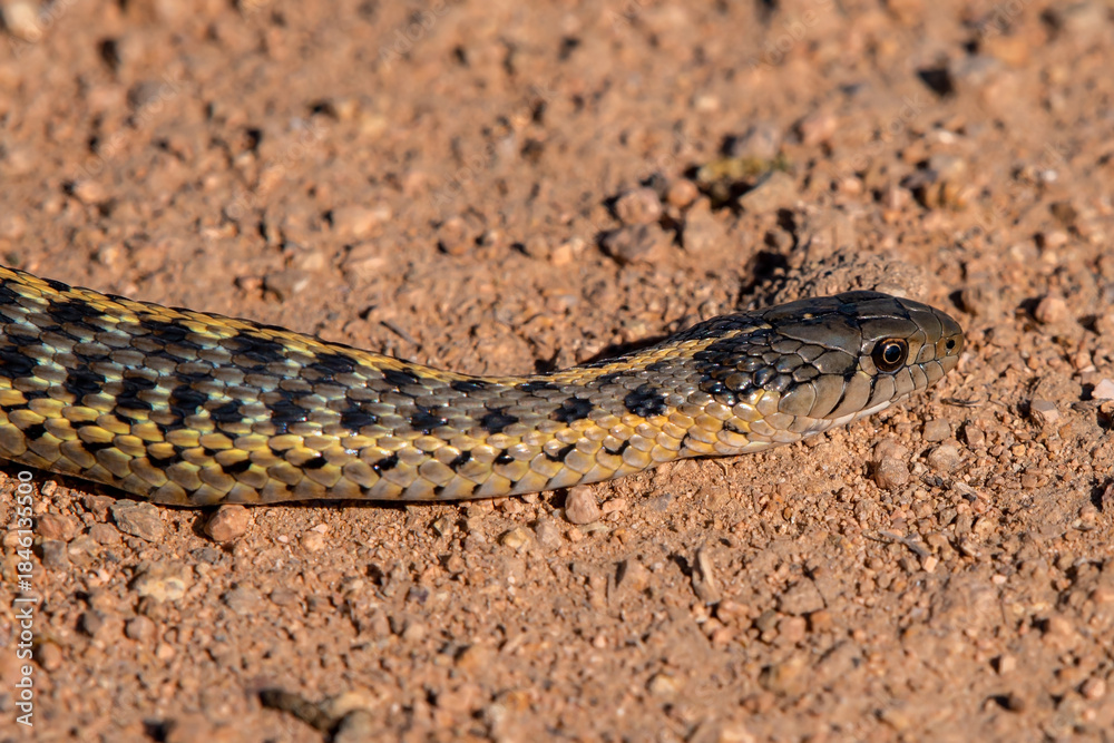 Fototapeta premium Terrestrial Garter Snake (Thamnophis elegans) at Camas Prairie Centennial Marsh in Idaho