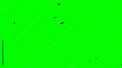 Silhouettes of birds flying across a vivid green background create a bold contrast, making the scene ideal for chroma key editing, motion graphics, or nature‑themed visual compositions.  