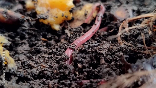 Red earthworms (Eisenia fetida or Red Worms) on the surface of the soil with bananas and their peels. Red earthworms are the most effective at converting organic waste into compost
