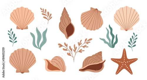 Beautiful collection of hand-drawn seashells, starfish, and seaweed in a soft pastel color palette for a coastal marine theme.