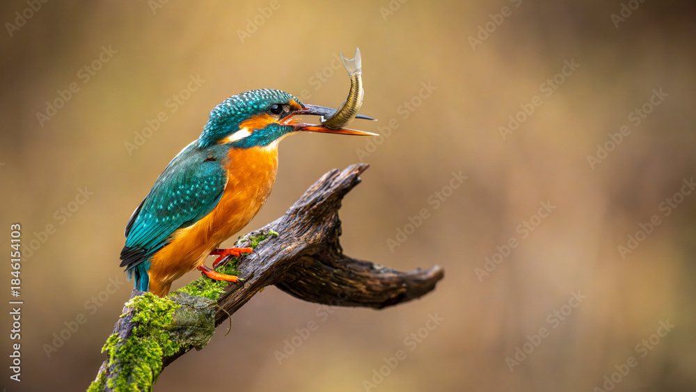 Fototapeta premium Eisvogel - Kingfisher