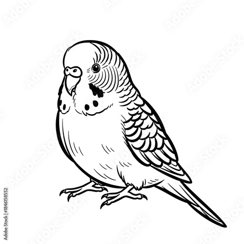 Outline illustration of a budgerigar parakeet standing on a white background  