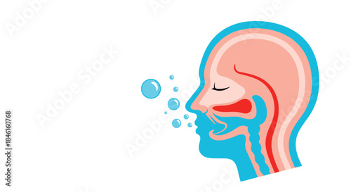 Medical illustration showing a cross-section of a human head and respiratory system with bubbles indicating deep breathing or airflow.