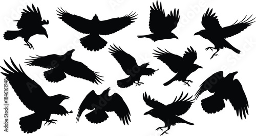 Crow, silhouette, bird, flying, landing, wings, feathers, beak, claw, motion, posture, black, white, vector, flat, collection, nature, illustration, cad drawing flat vector illustration