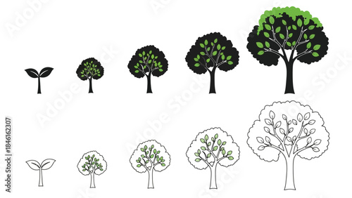 Stages of tree growth illustrated from seedling to mature tree development