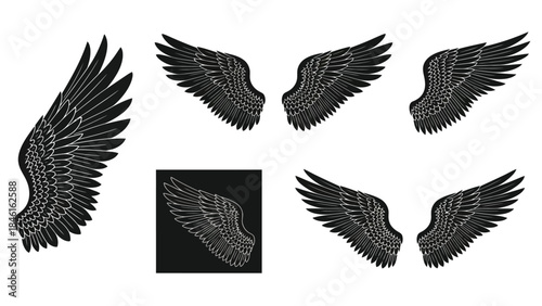 Detailed illustrations of black wings in various positions and styles