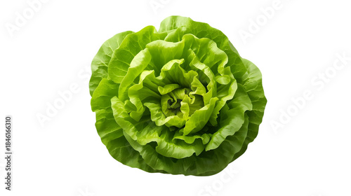 Beautiful vibrant head of green leaf lettuce against transparent background. Suitable for food blogs, restaurant menus, healthy lifestyle websites.