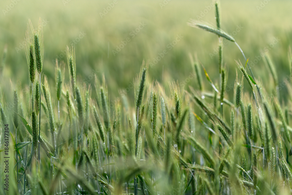 Obraz premium A Beautiful, Lush Green Wheat Field Awash in the Soft and Gentle Morning Light of Dawn