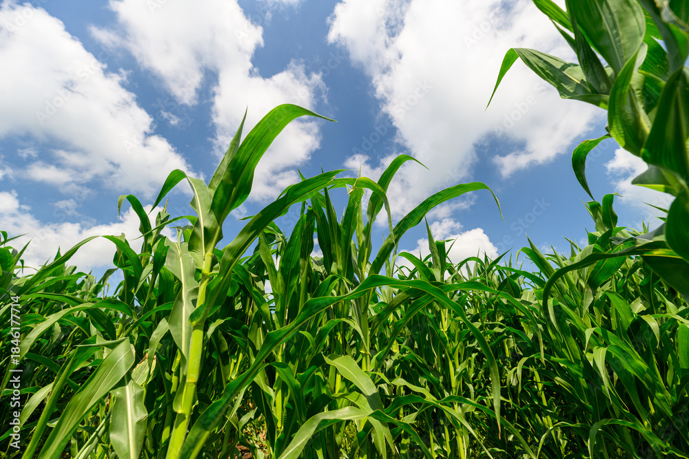 Obraz premium A Lush Green Cornfield Stretching Under a Vast Bright Blue Sky in the Open Countryside