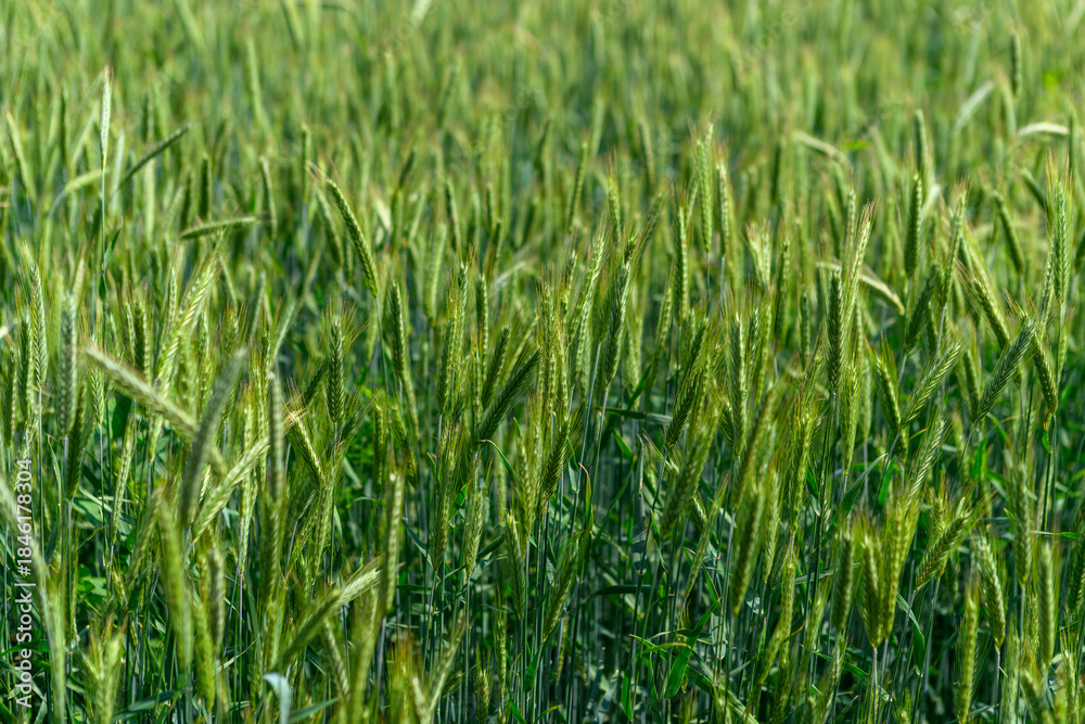 Fototapeta premium A Beautiful and Lush Green Wheat Field Flourishing Vibrantly in a Bright and Sunny Atmosphere