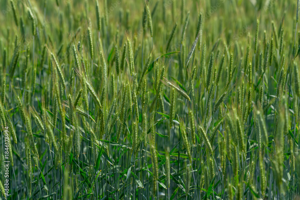 Fototapeta premium A Vibrant Green Wheat Field Bursting with Life in Its Early Growth Stage is Truly Beautiful