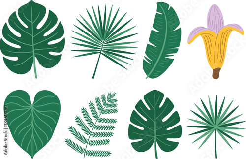 Tropical botanical leaf illustration set, monstera leaves, palm fronds, banana leaf, banana flower, exotic jungle foliage collection